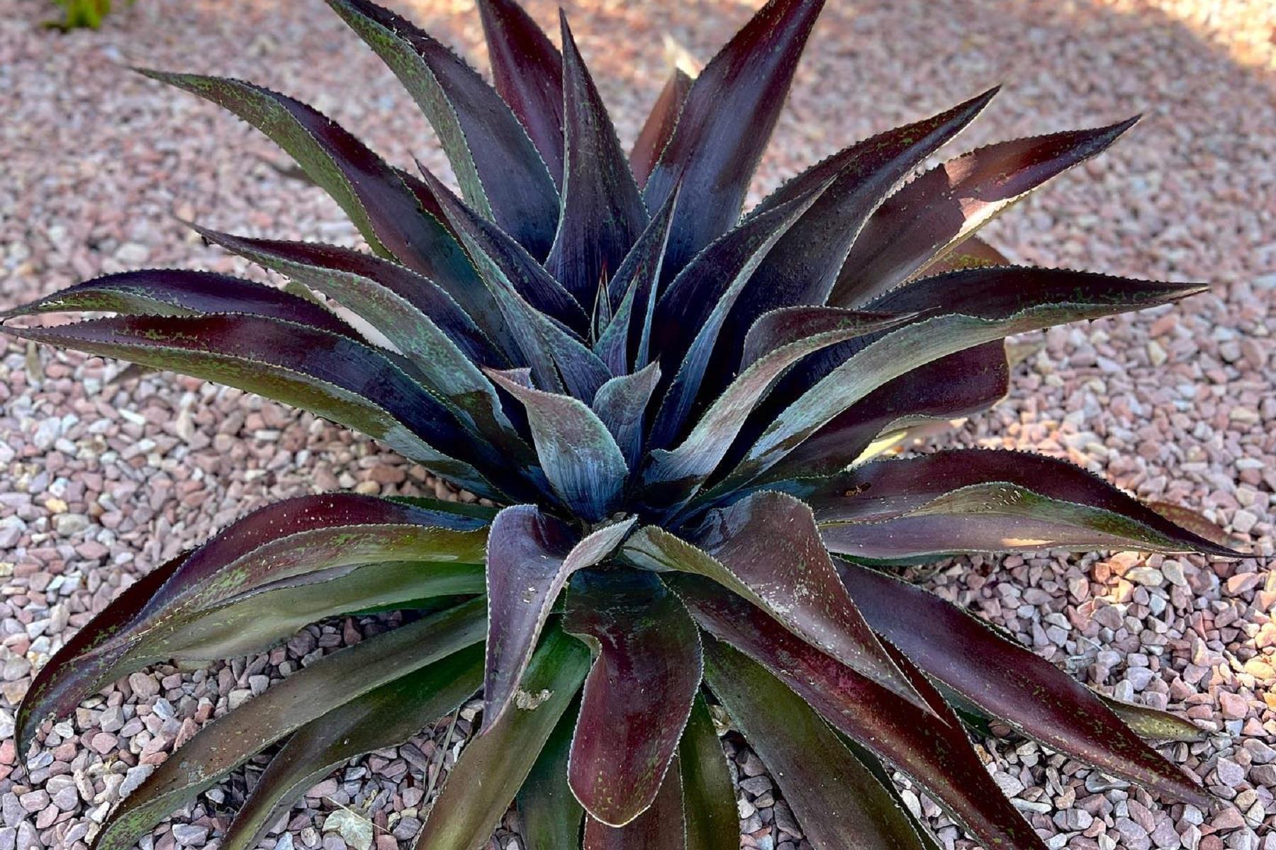 Agave manfredii Mission to Mars Mangave