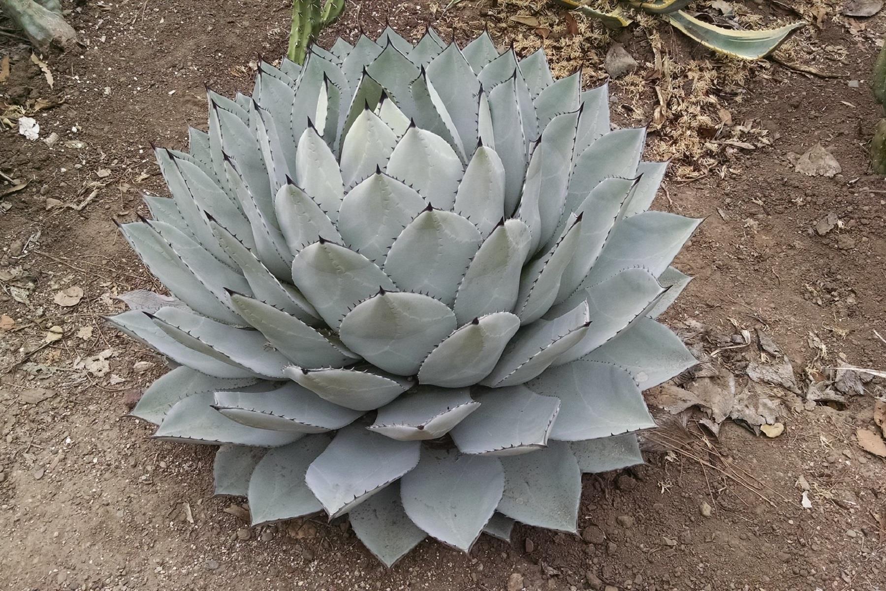 Agave Parry sups. Pary Agav fidanı sabırlık