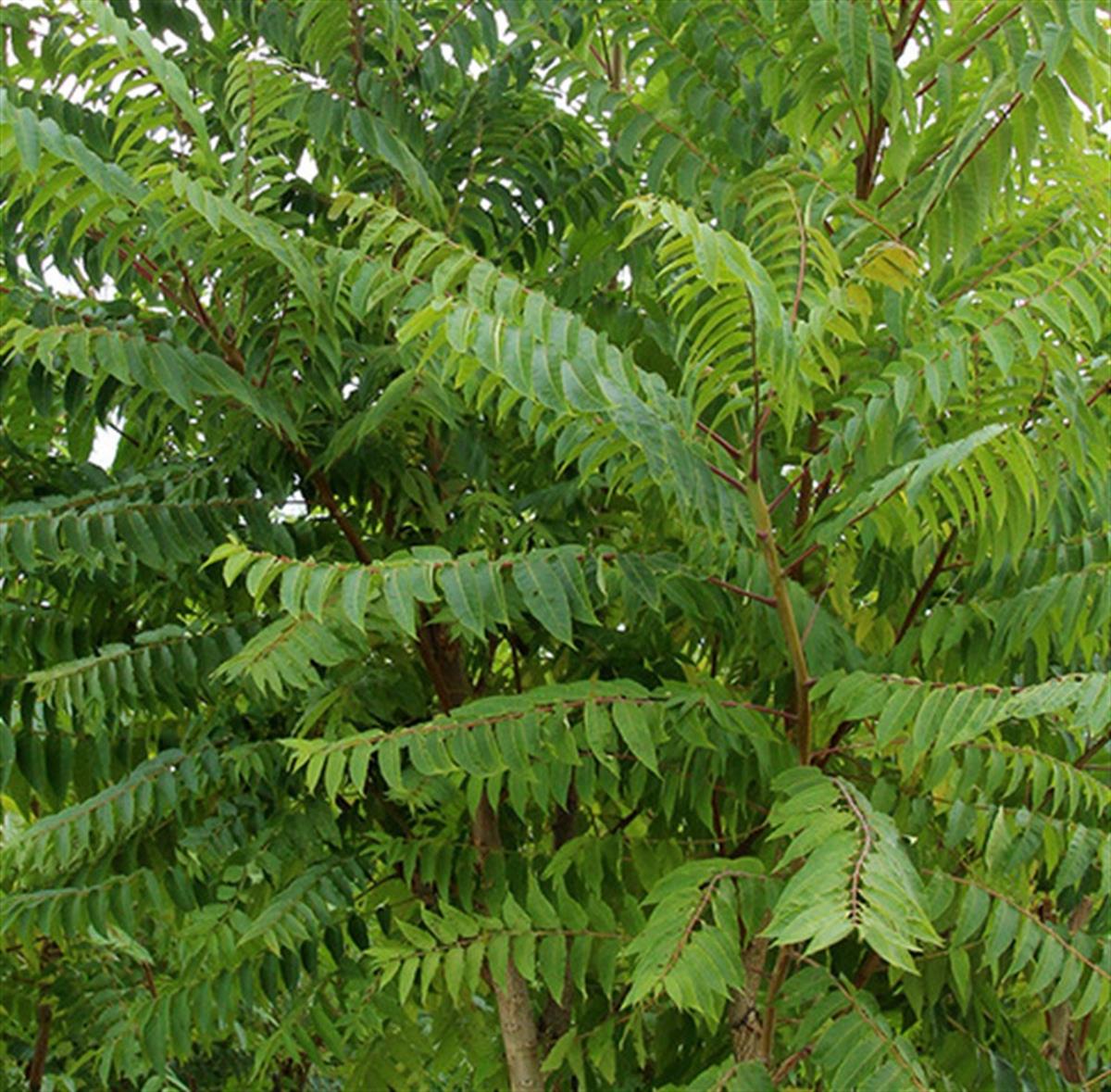 Ailanthus altissima Aylantus kokarağaç fidanı