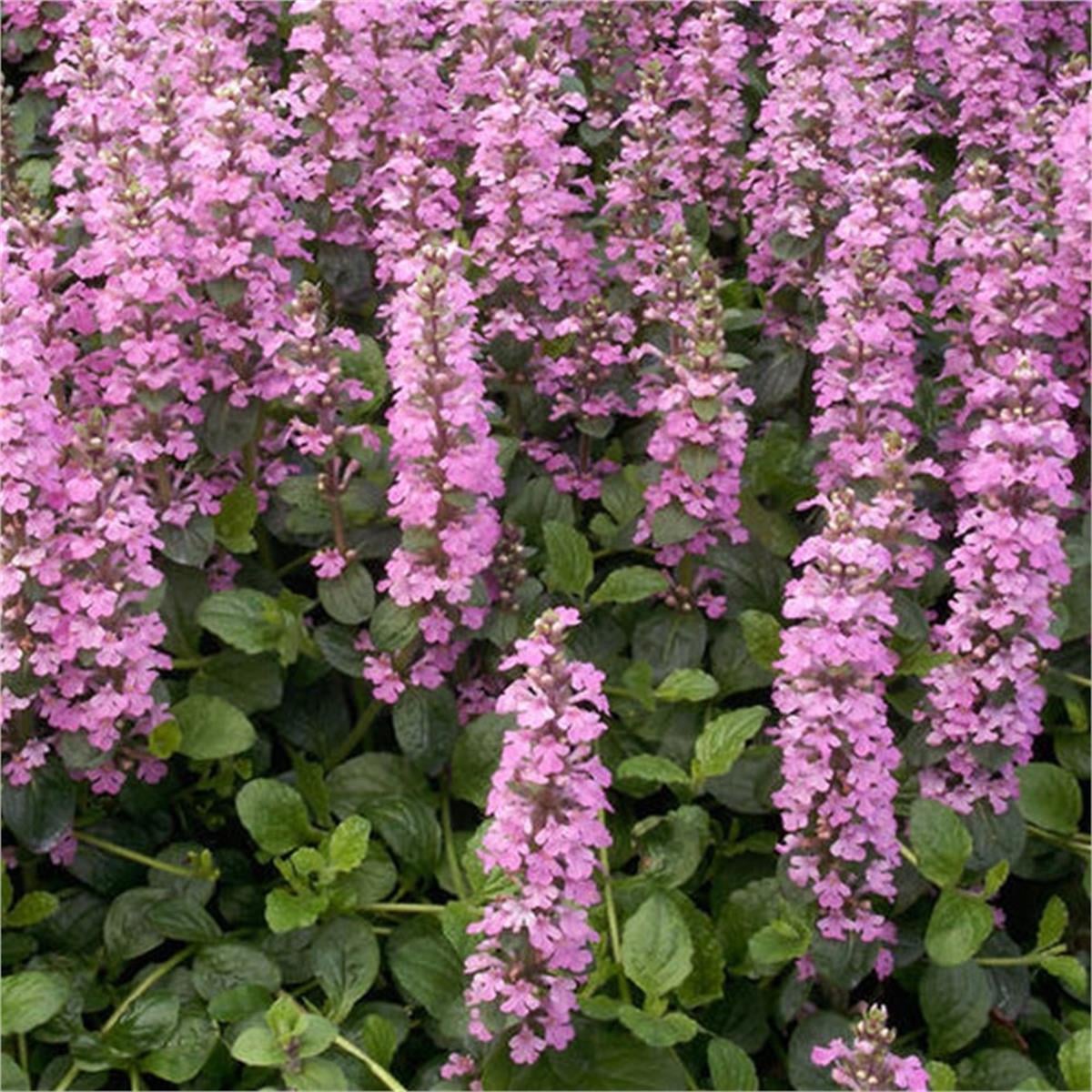 Ajuga reptans Purple Torch ajuga fidesi