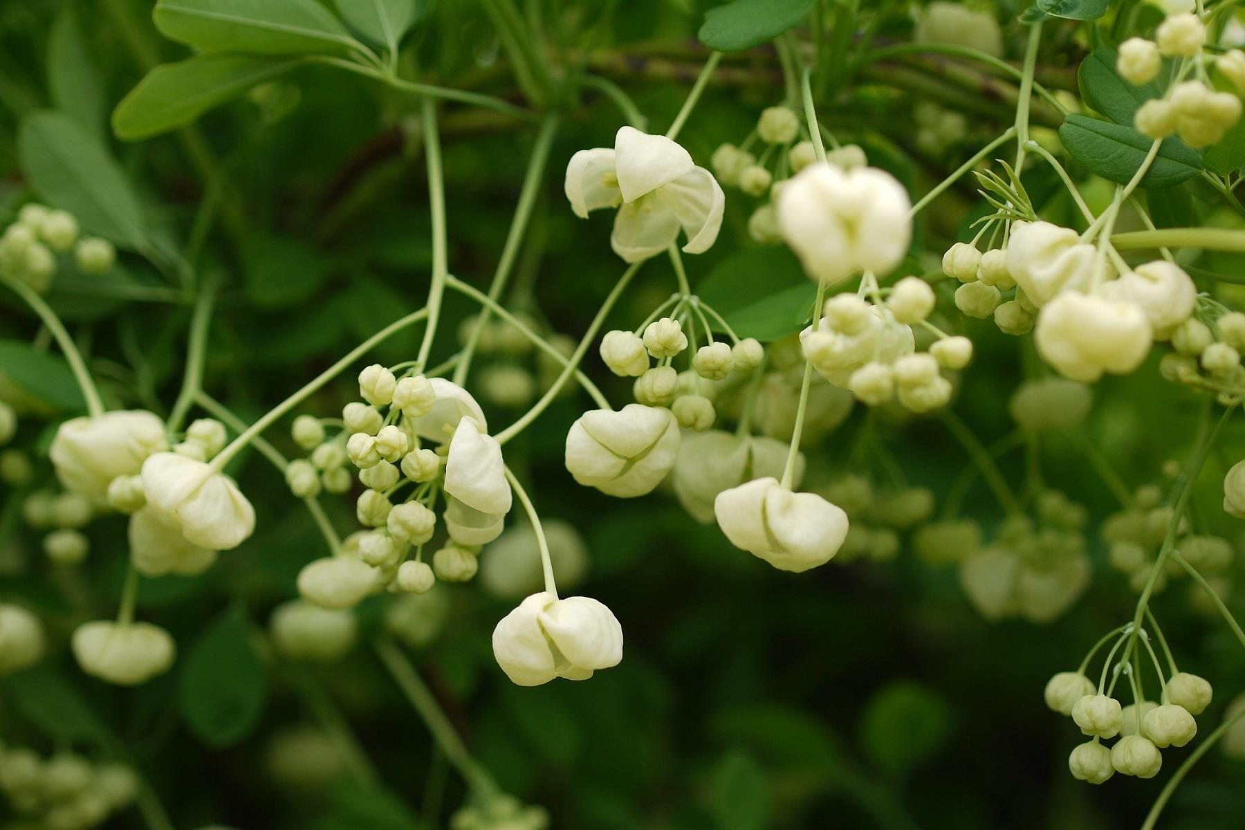 Akebia quinata Alba Beyaz Çikolata sarmaşığı fidanı
