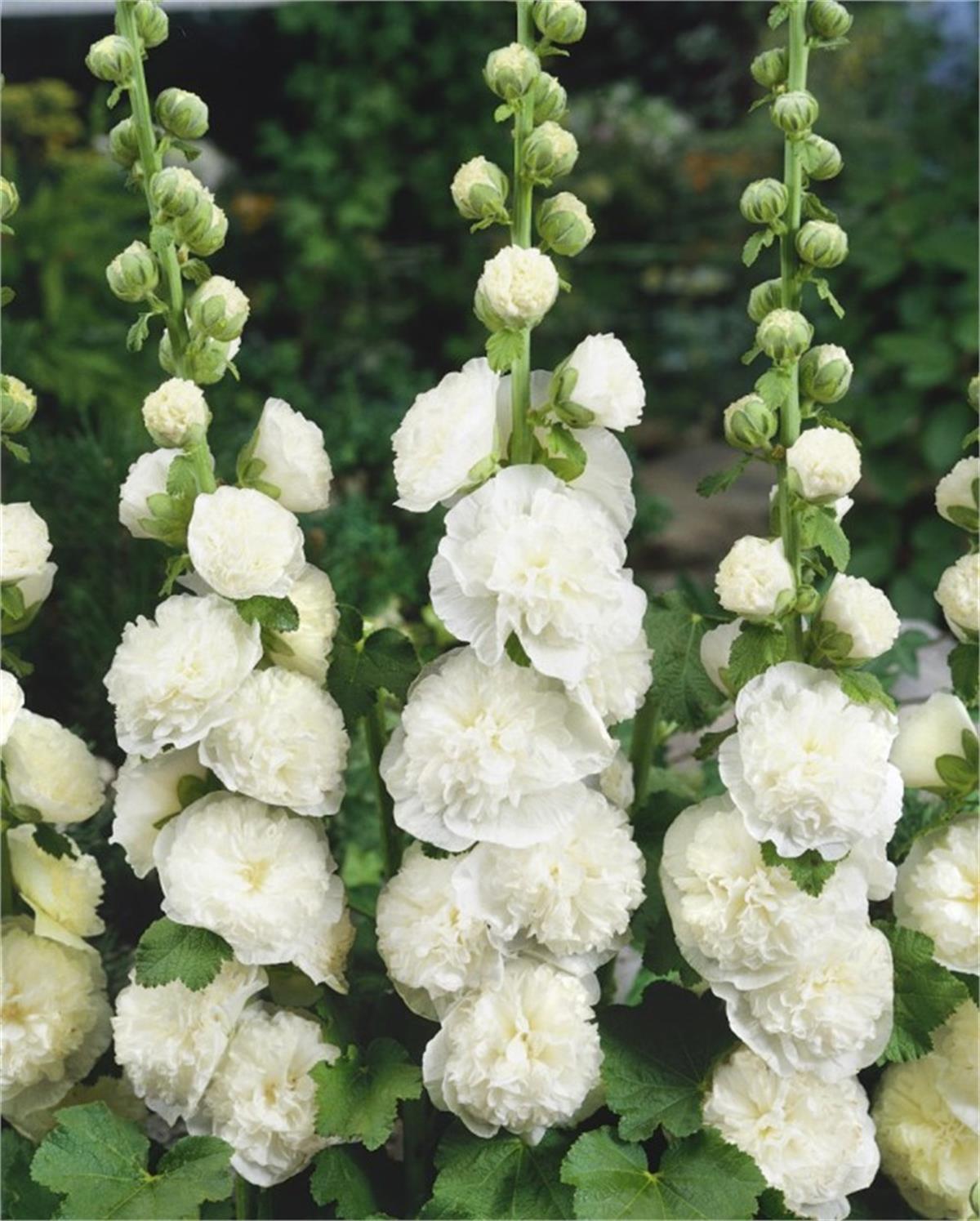 Alcea Doble whıte Beyaz Katlı Gülhatmi fidesi