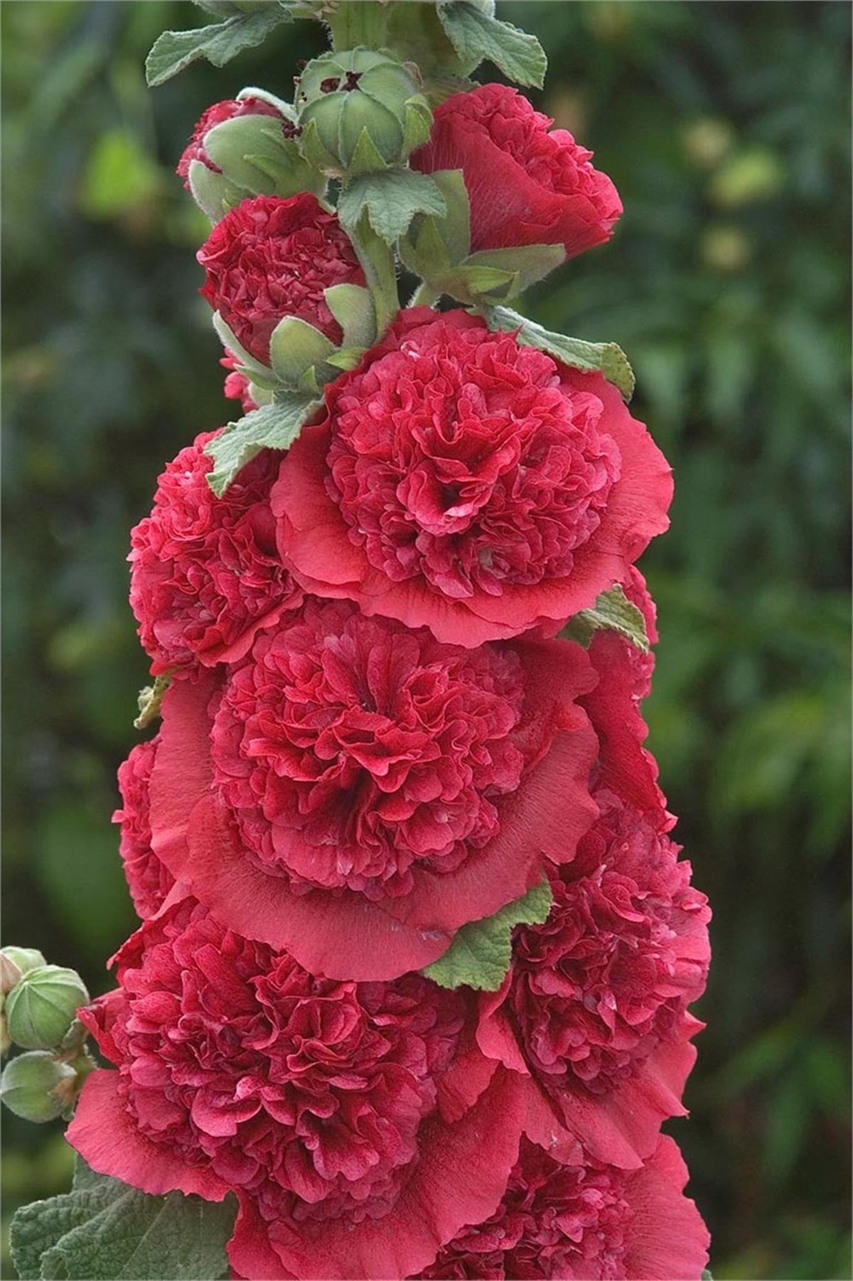 Alcea Double red Kırmızı Katlı Gülhatmi fidesi