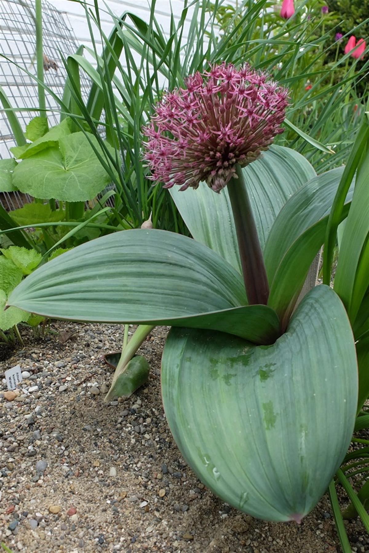 Allium karataviense Red Giant Kırmızı Büyük Süs Soğanı 
