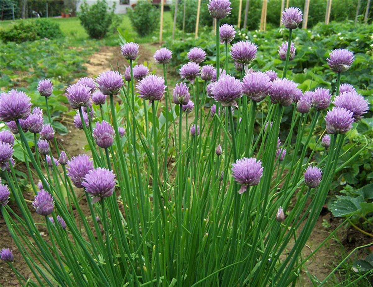 Allium schoenoprasum Frenk Soğanı