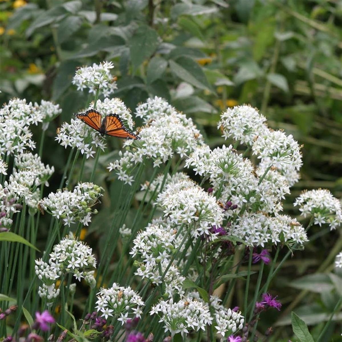 Allium tuberosum Çin Soğanı, Sarımsak Soğanı, fidesi