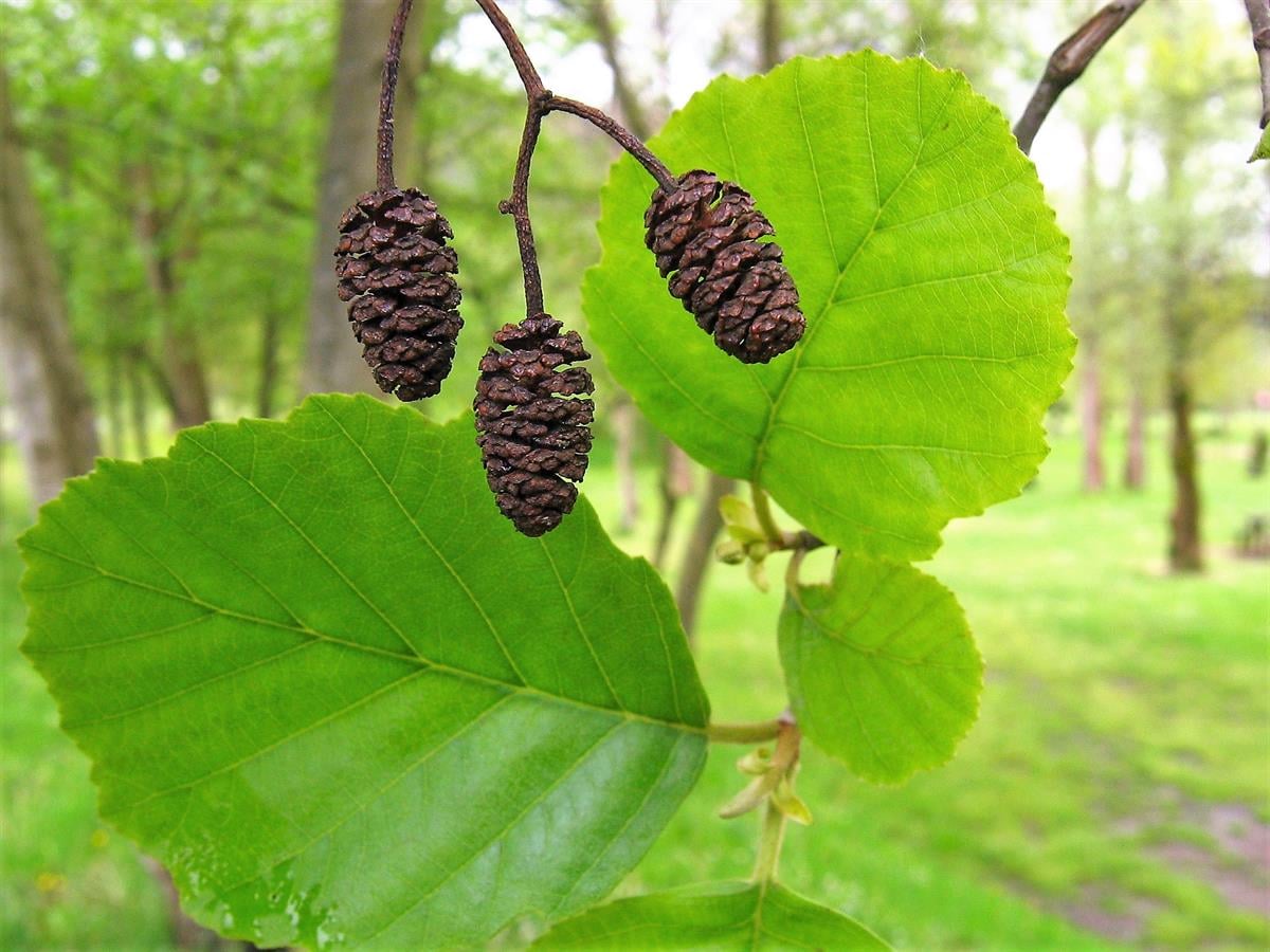 Alnus glutinosa Adi Kızılağaç fidanı