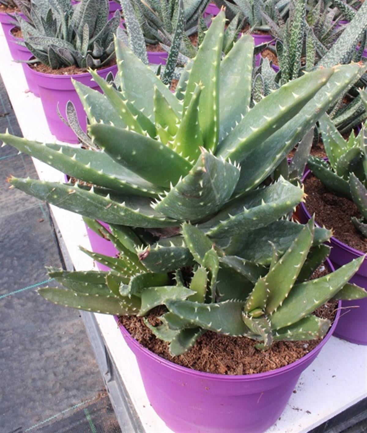 Aloe Testere Dişli Aloe Vera fidesi