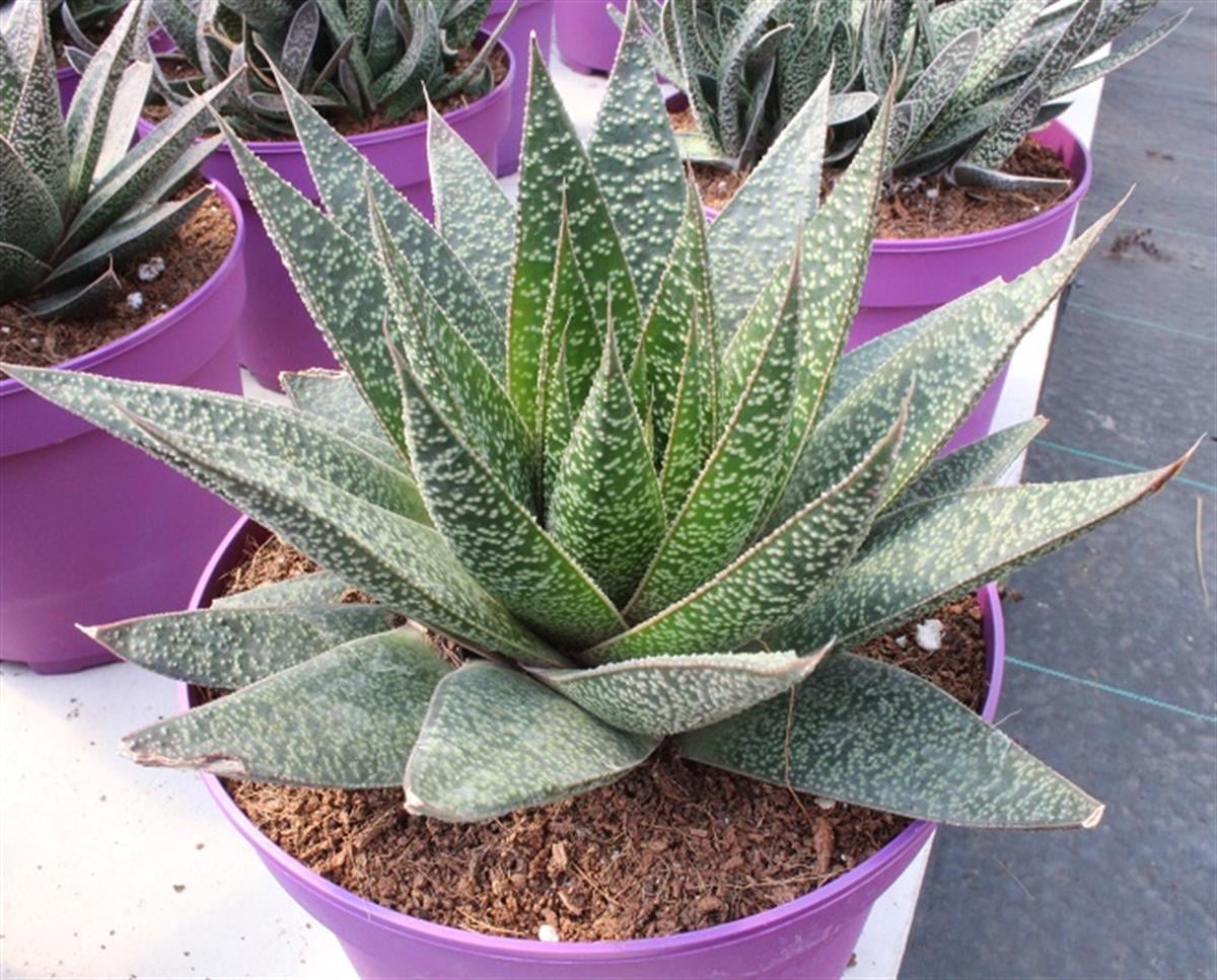 Aloe Vera Magic