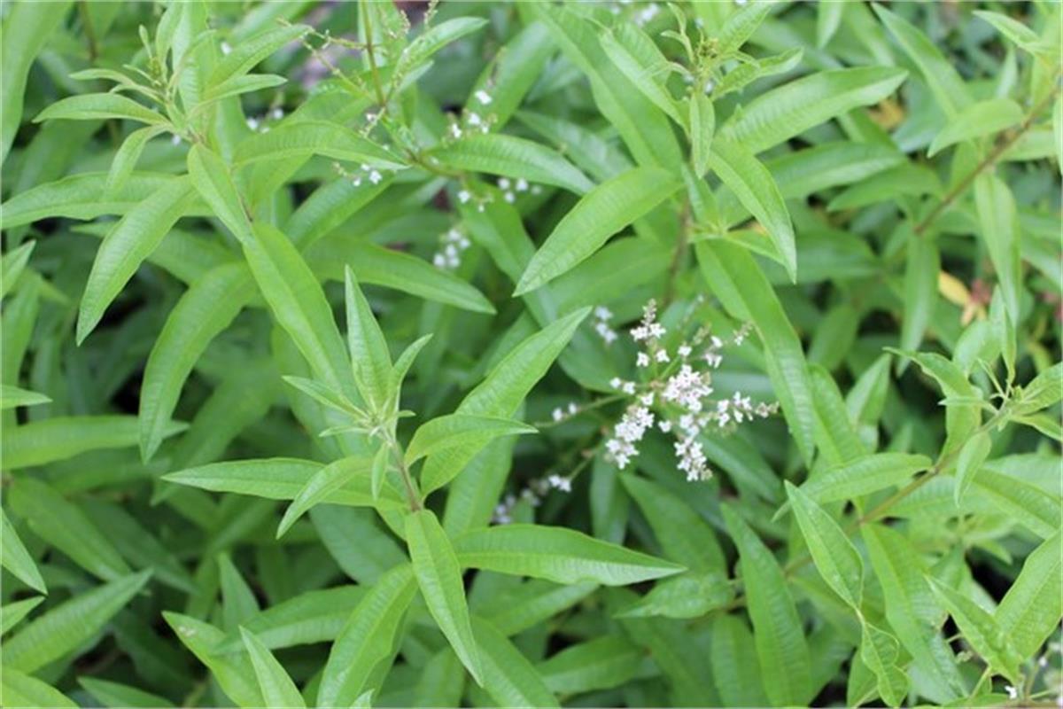 Aloysia citriodora Lippia Çalı Melisa Limon melisa fidesi