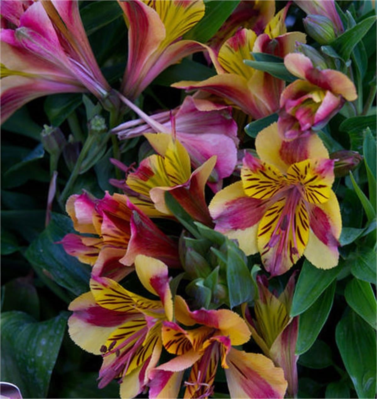 Alstroemeria Diana Peru zambağı fidesi