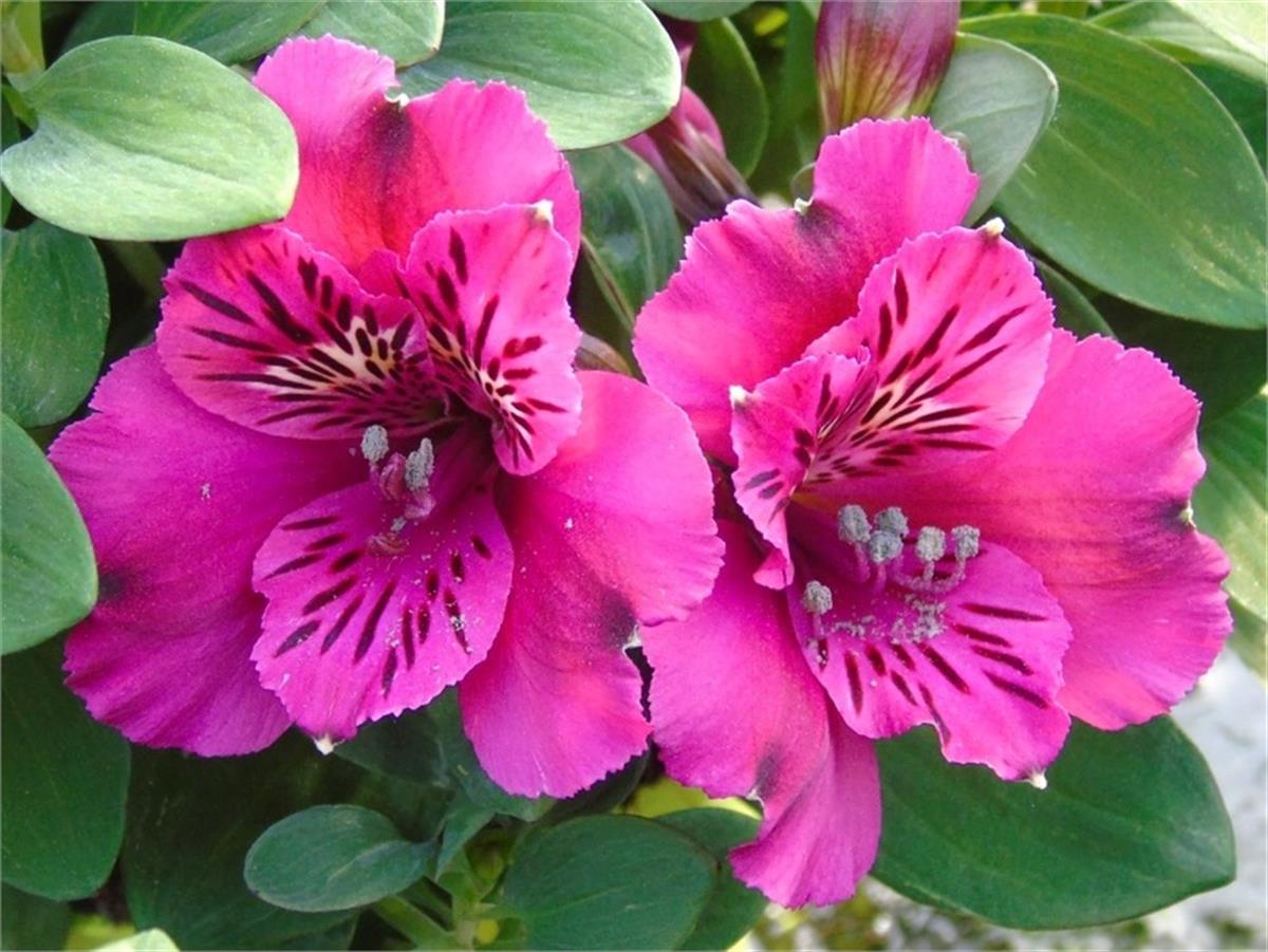 Alstroemeria Leonie Peru zambağı fidesi