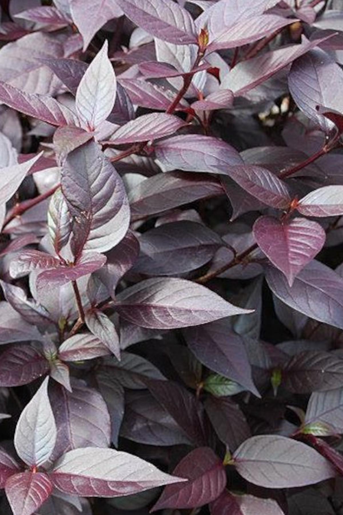 Alternanthera dentata Ruby kırmızı alternathera Mozaik Çalısı