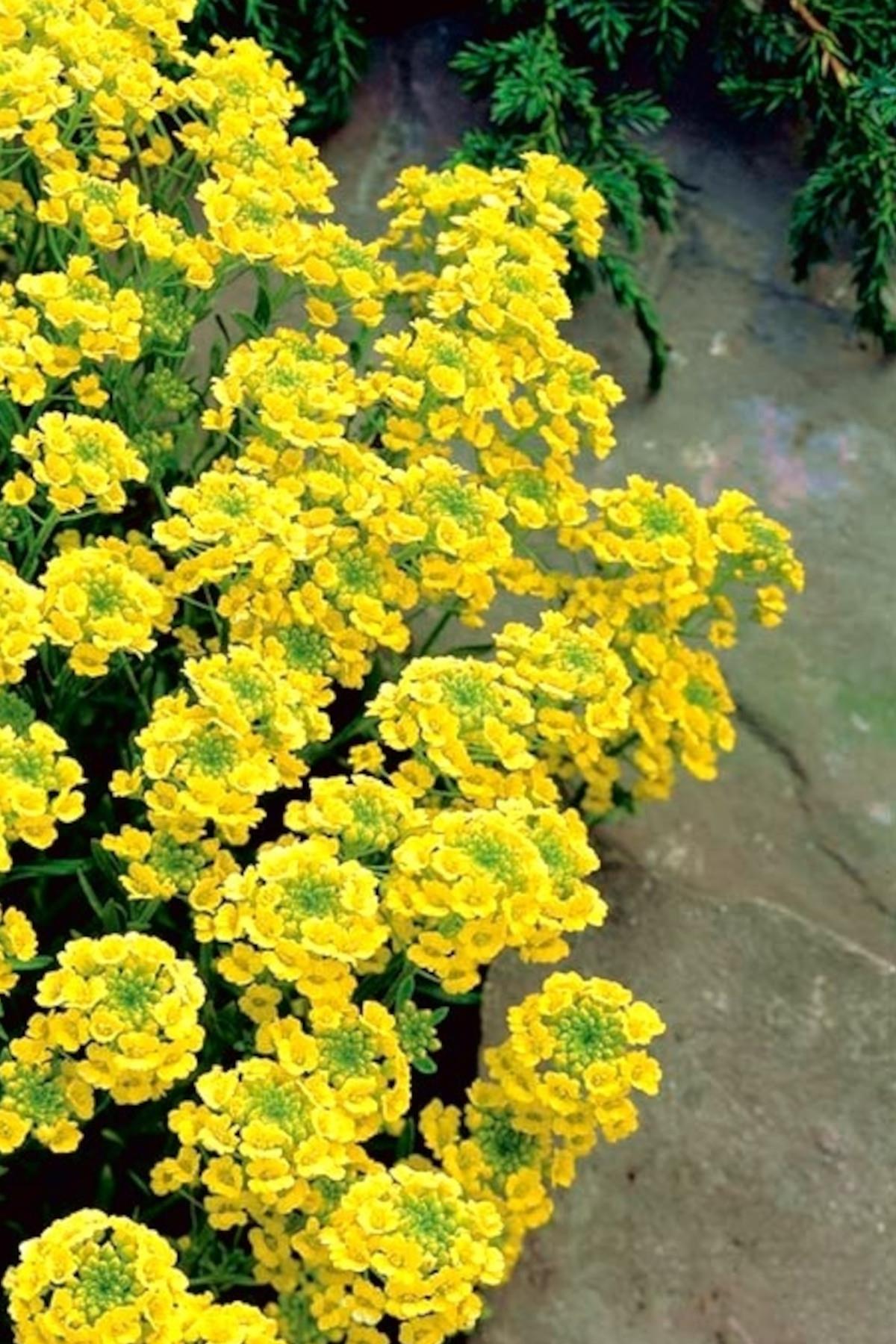 Alyssum montanum Mountain Gold Kuduz Otu Fidesi