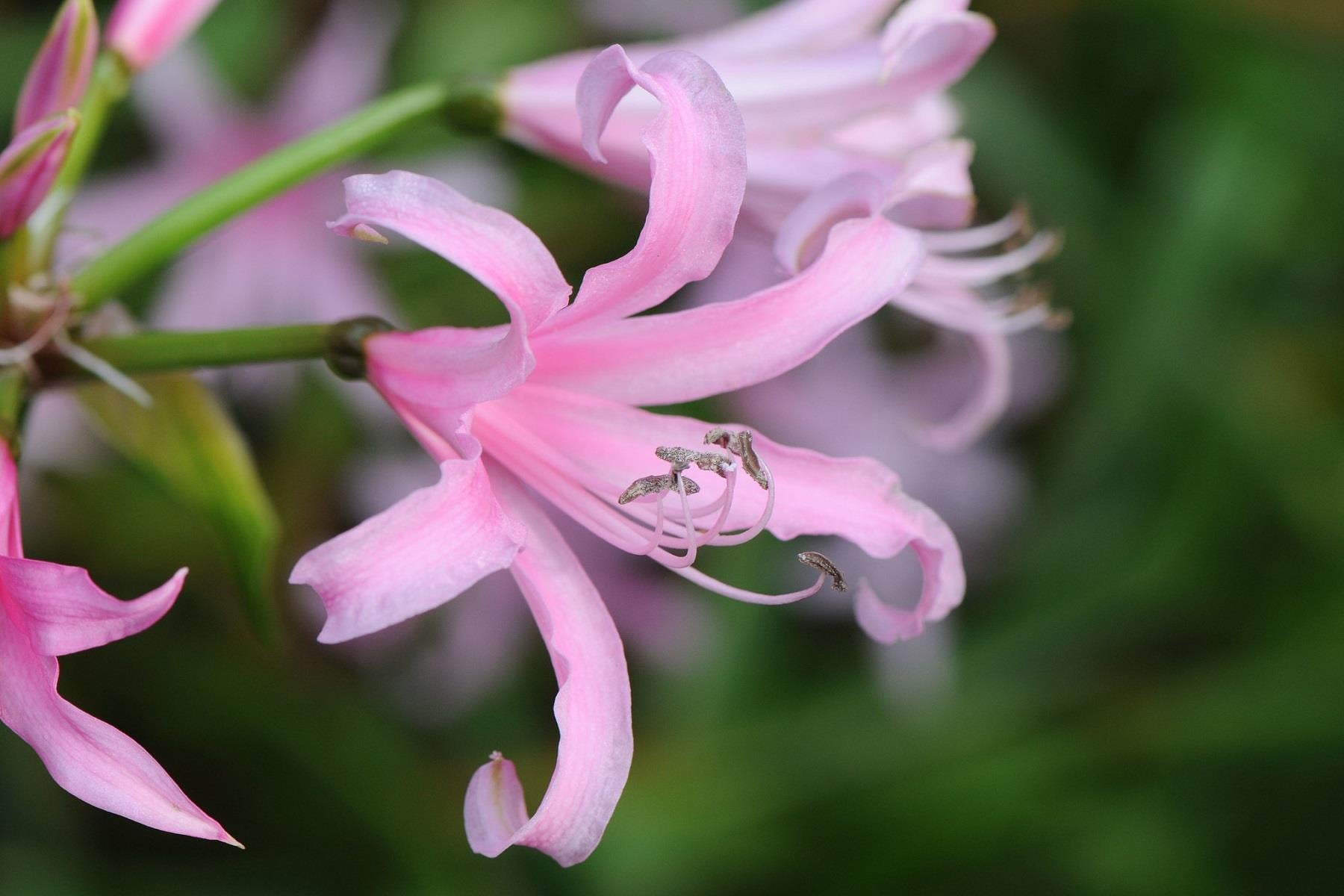 Amarine Belladiva, açık pembe amerin soğanı