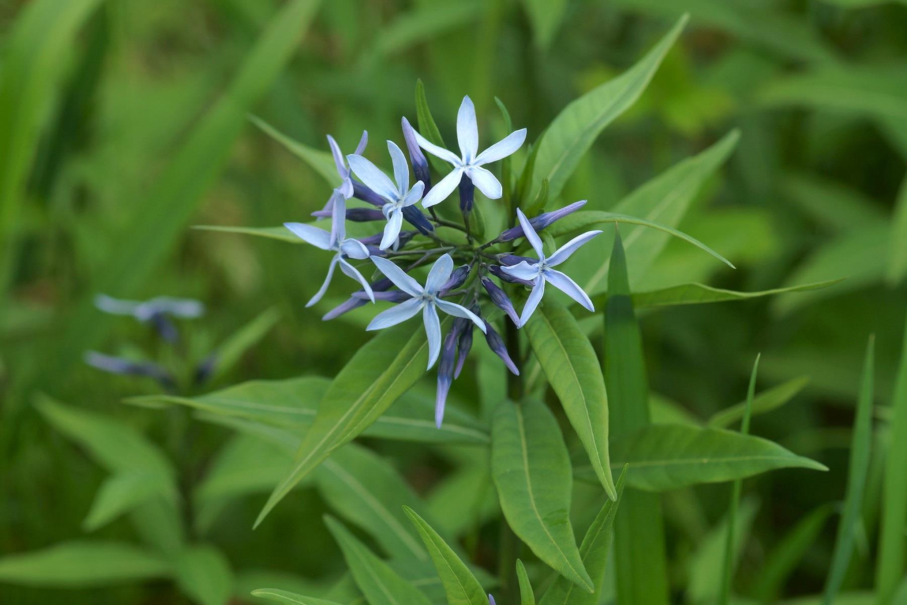 Amsonia eliptica mavi yıldız fidanı