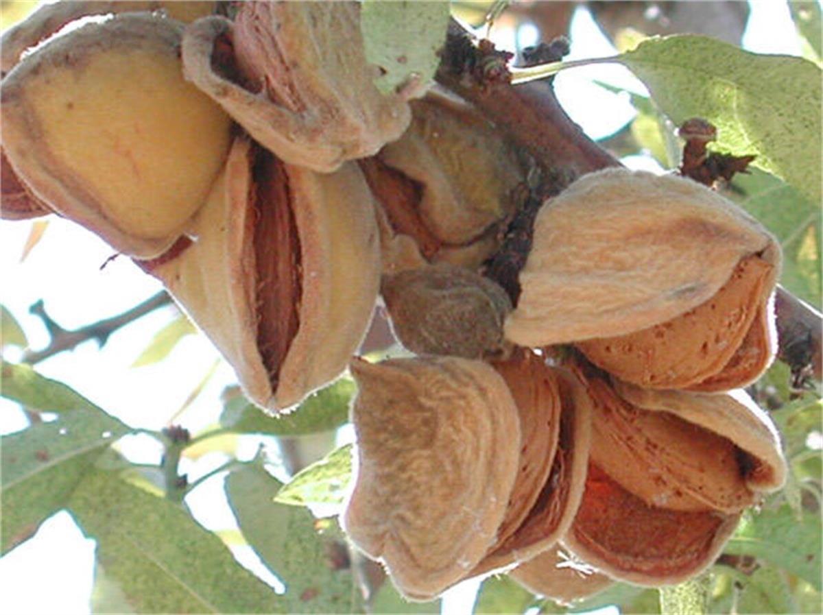 Amygdalus communis Nonparelle Badem fidanı