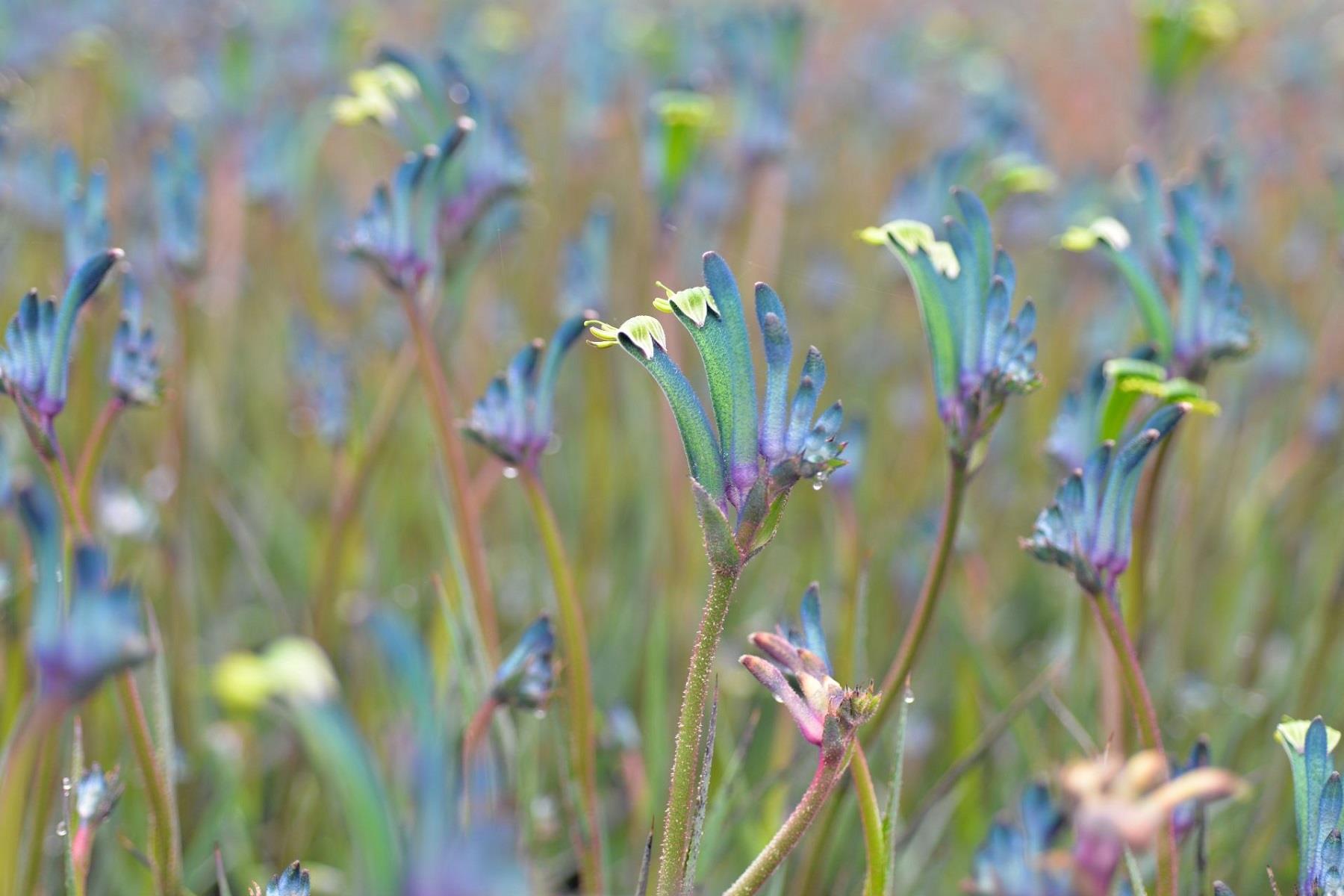 Anigozanthos Celebraiton masquerade Kanguru Pençesi fidesi