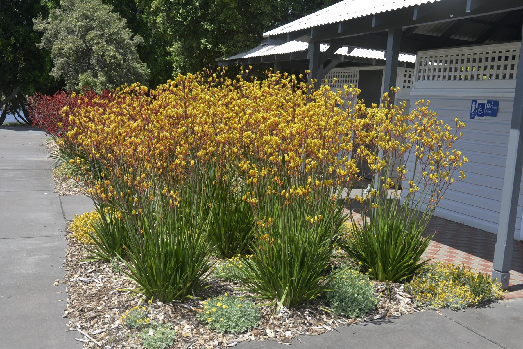 Anigozanthos Landscape gold Kanguru Pençesi fidesi
