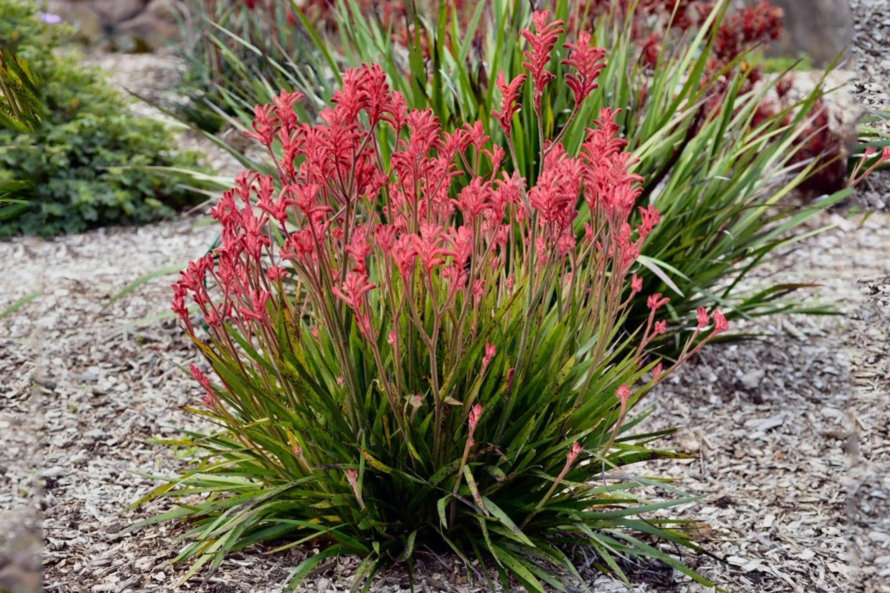 Anigozanthos Landscape Princess Kanguru Pençesi fidesi