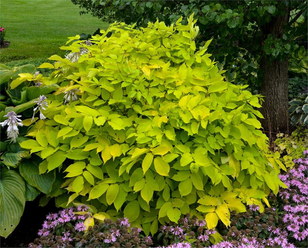 Aralia cordata Sun King aralya fidanı