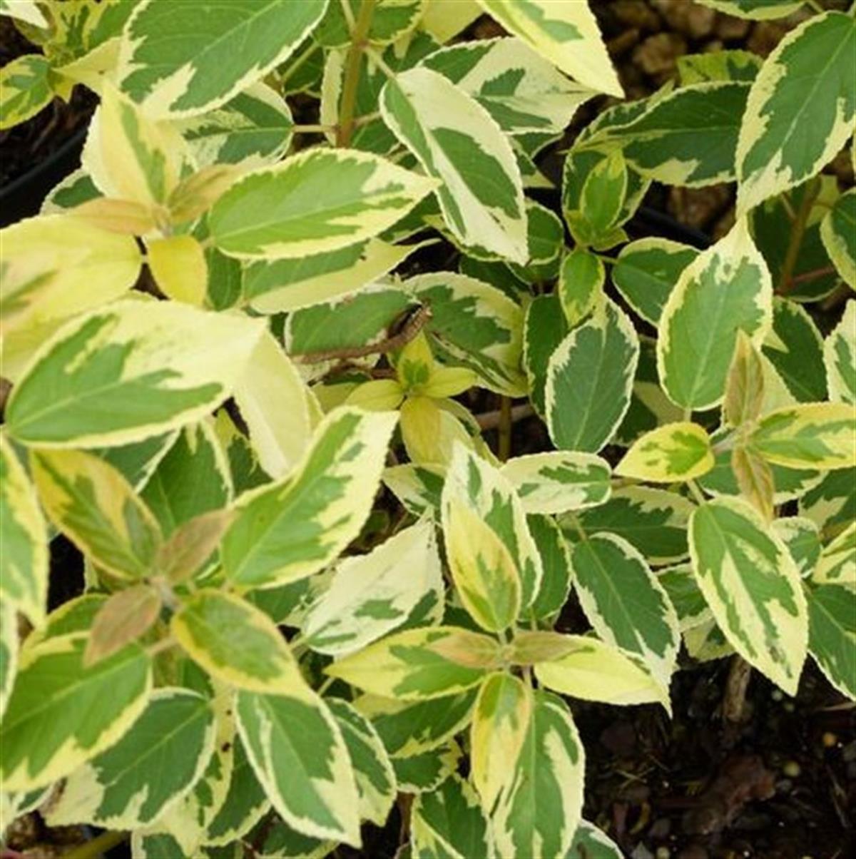 Aristotelia chilensis Variegata alacalı maqui berry Maqui üzümü