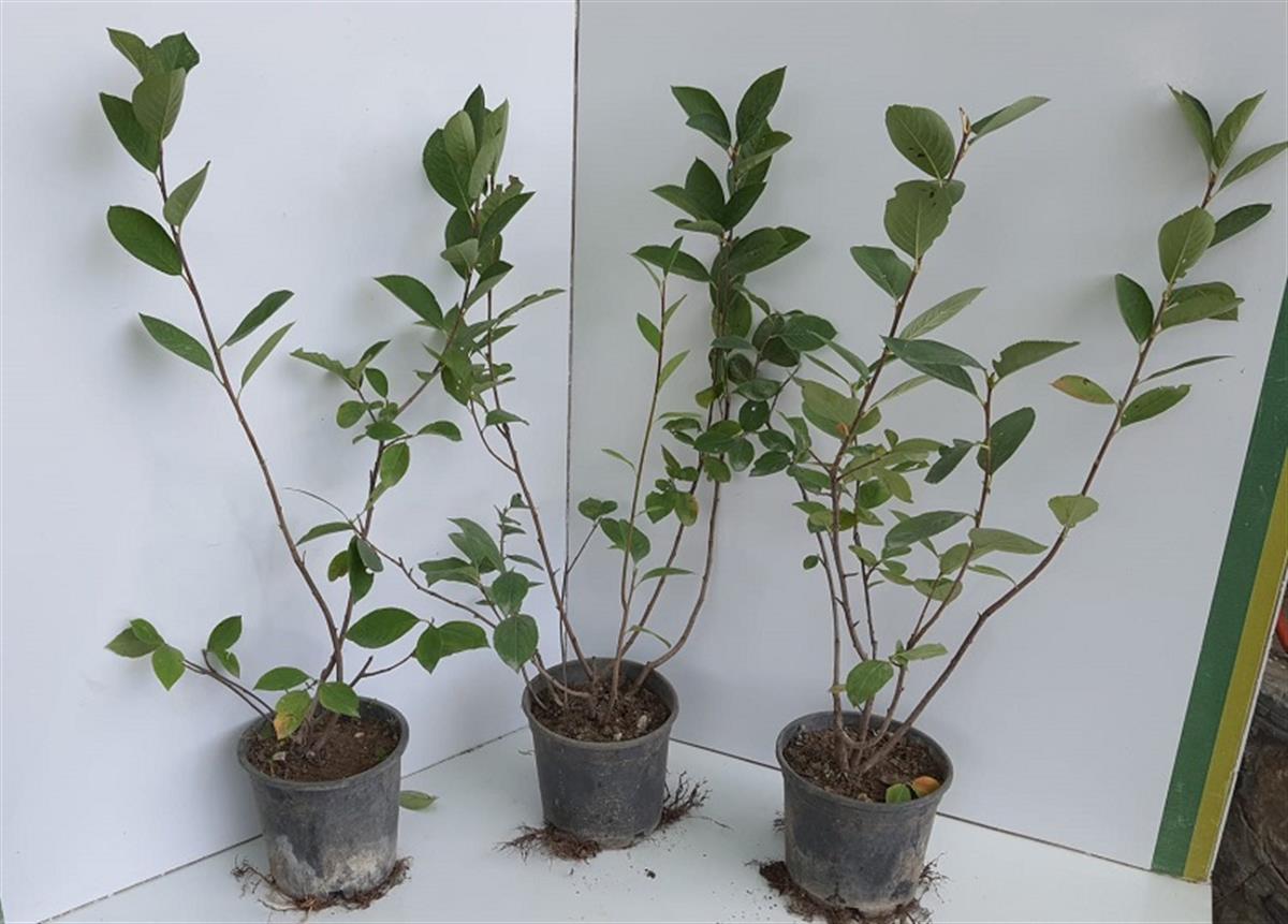 Aronia Aronya fidanı (Rus yaban mersini)