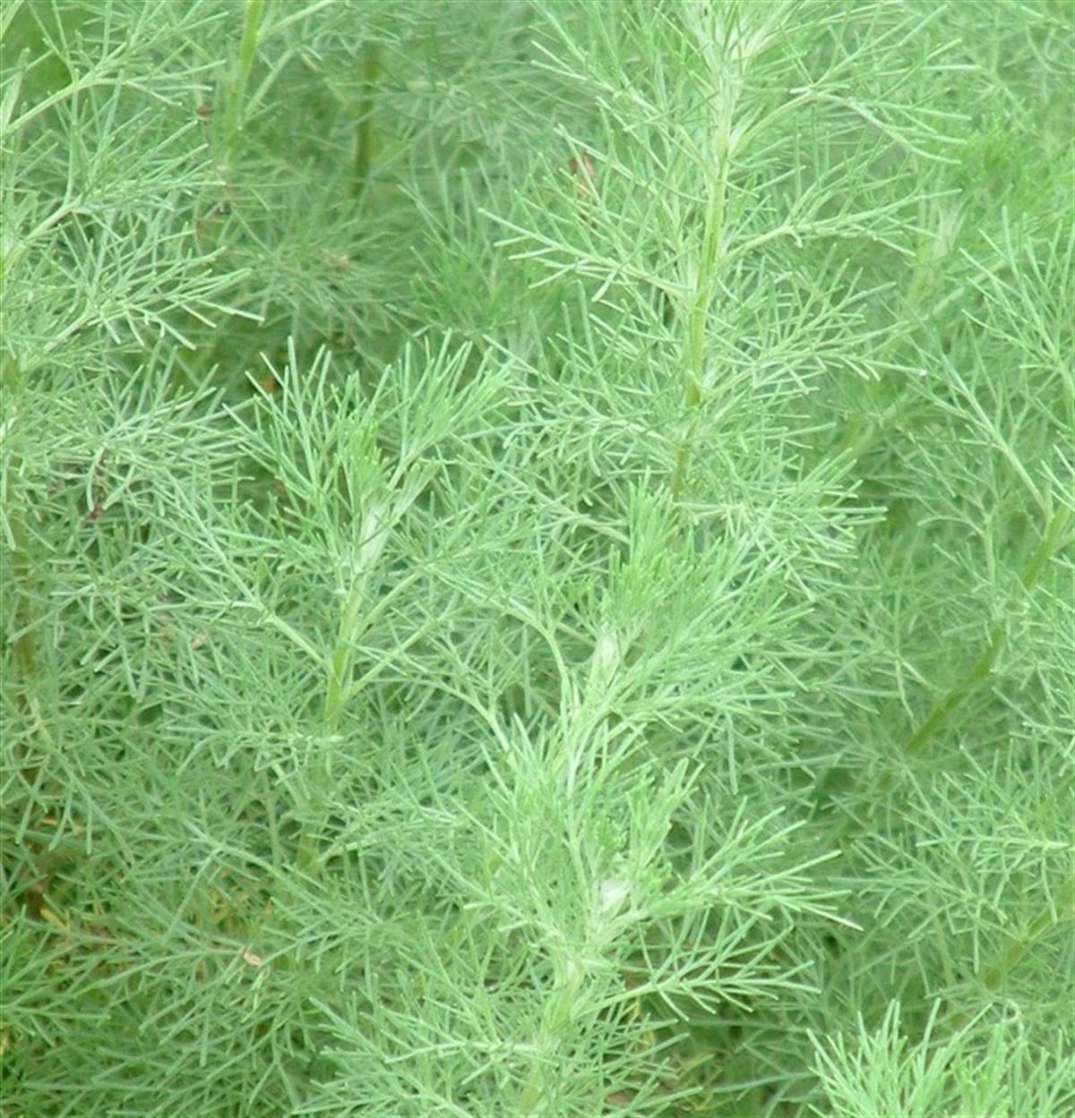 Artemisia abrotanum Acı Pelin otu fidesi
