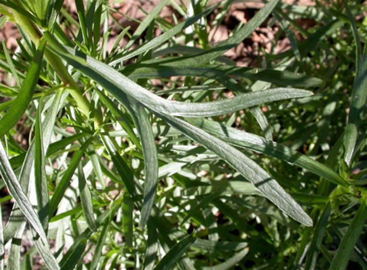 Artemisia dracunculoides Rus Tarhunu fidesi P7