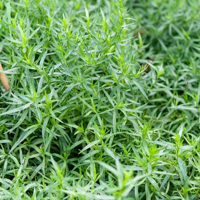 Artemisia dracunculus tarhun otu