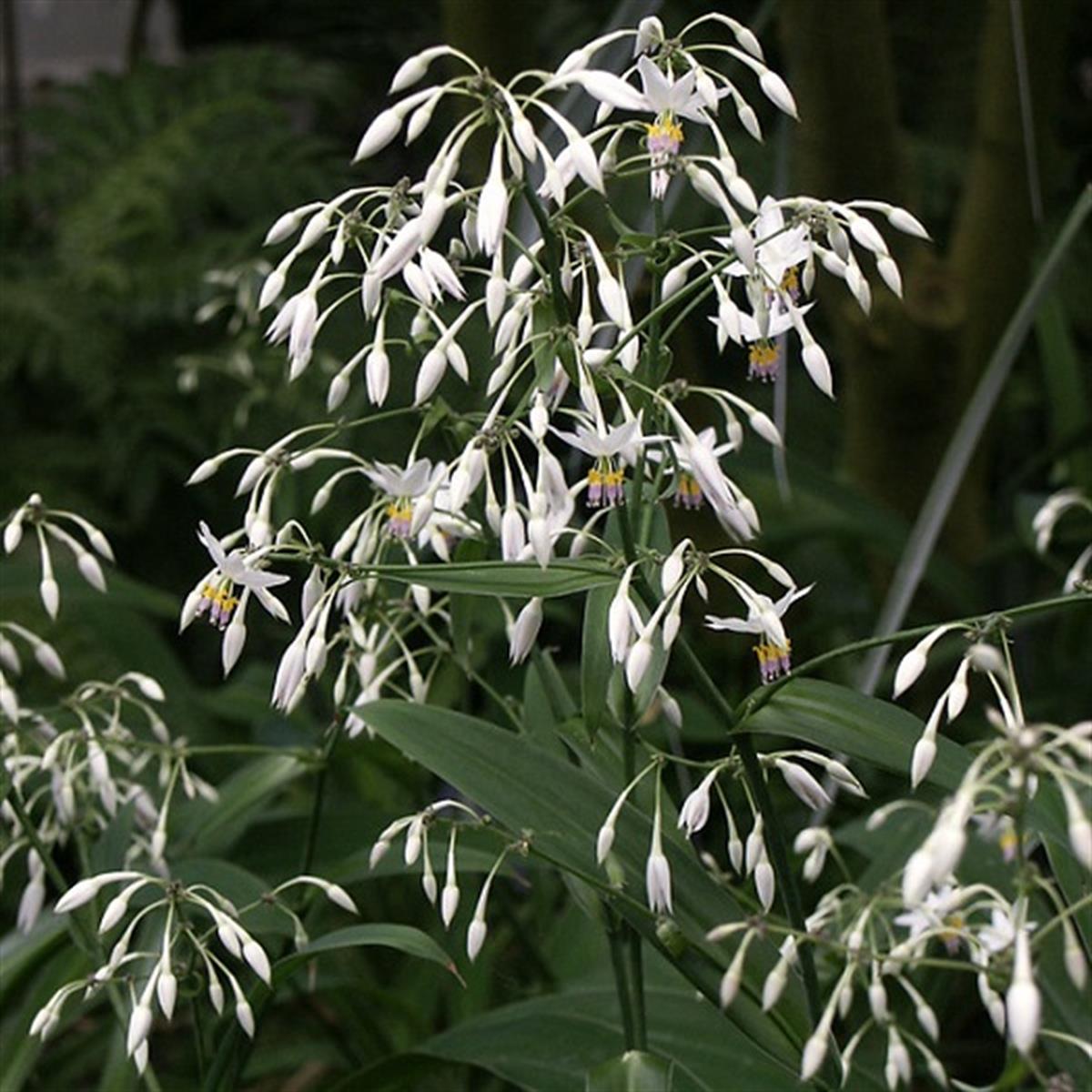 Arthropodium cirrhatum Yeni Zelanda Zambağı