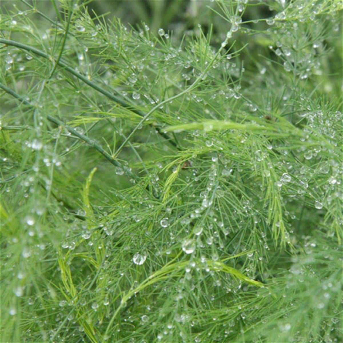 Asparagus officinalis Mary Washington Kuşkonmaz fidesi