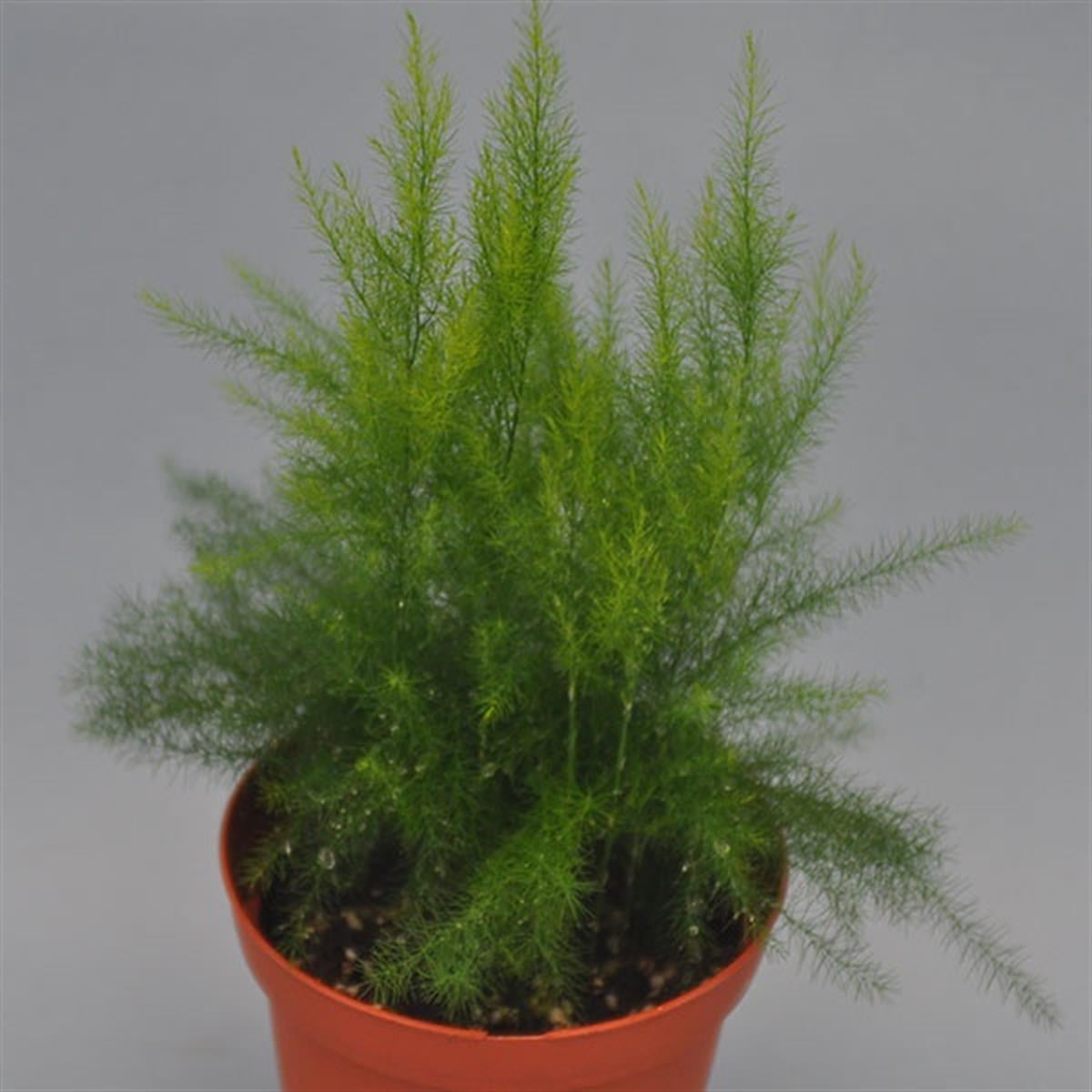 Asparagus pyramidalis Piramit Kuşkonmaz fidanı