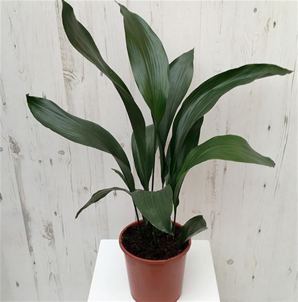 Aspidistra elatior Salon Yaprağı fidanı