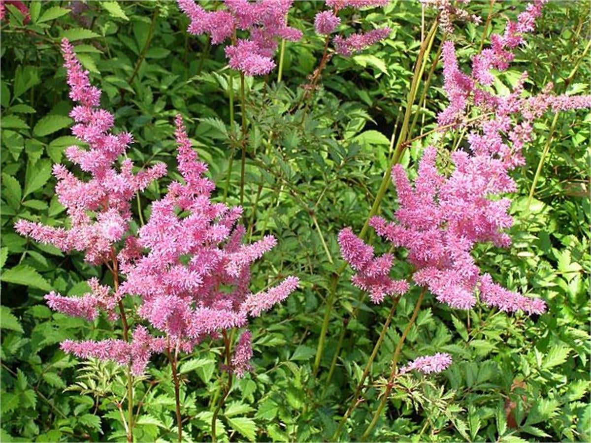 Astilbe arendsii Amethyst Yalancı keçi sakalı fidesi