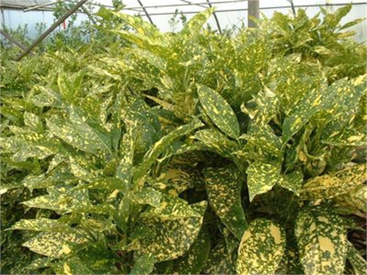 Aucuba japonica Crotonifolia Akuba Keklik Kanadı fidanı