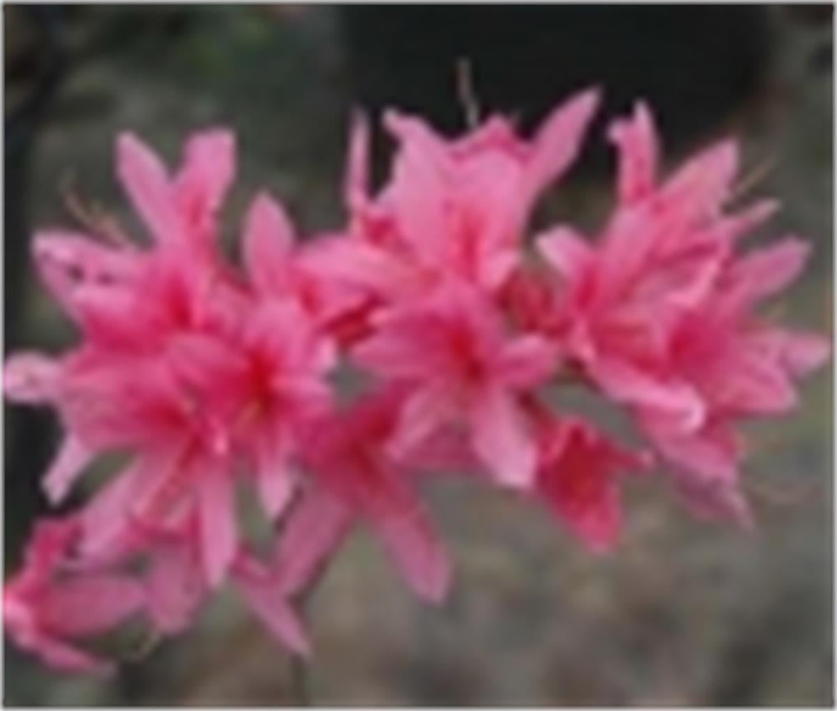 Azalea obsutum Frosted Manela Açelya fidanı