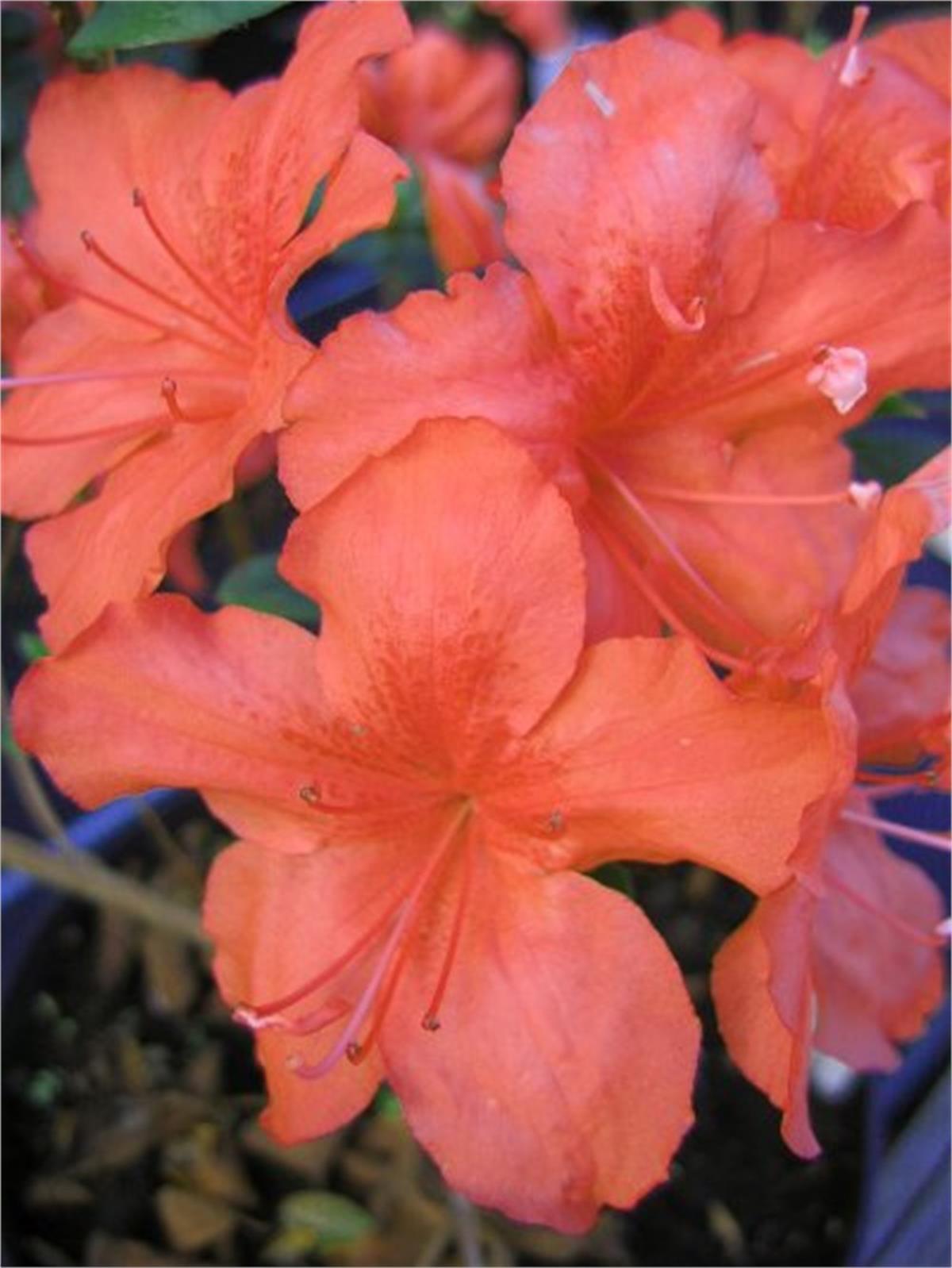 Azalea obsutum Vuyks Orange Açelya fidanı