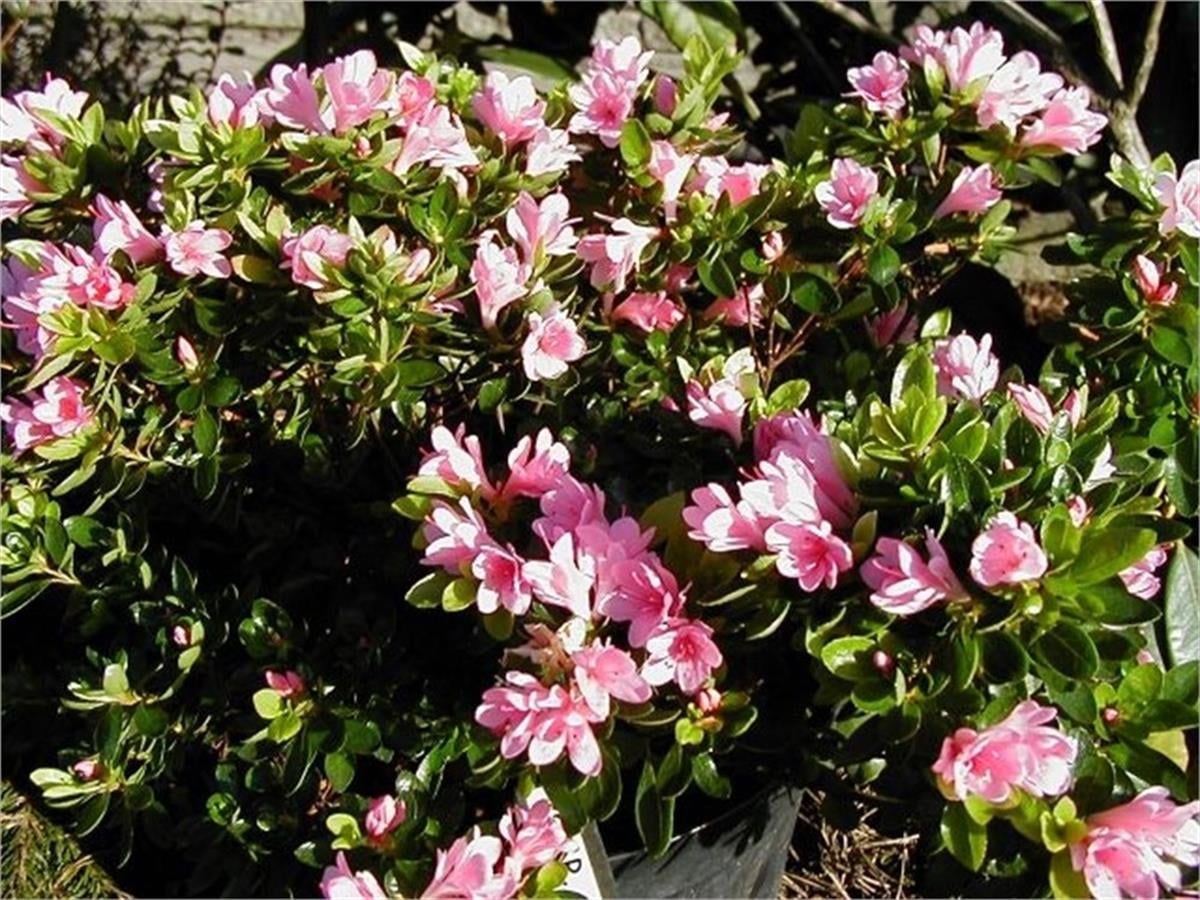 Azalea obtusum Kirin Açelya fidanı