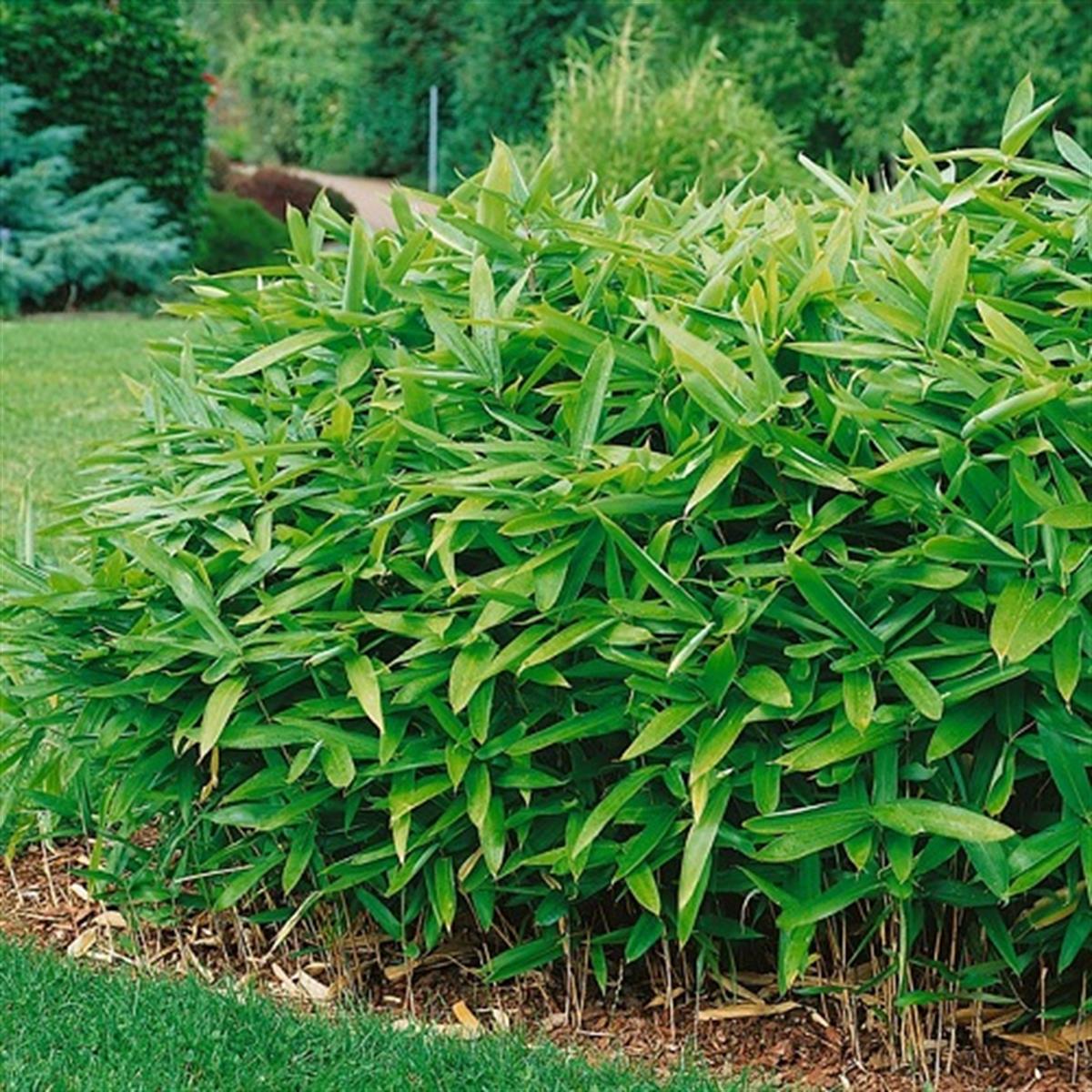 Bambusa nana Kalın Yapraklı Bodur Bambu fidanı