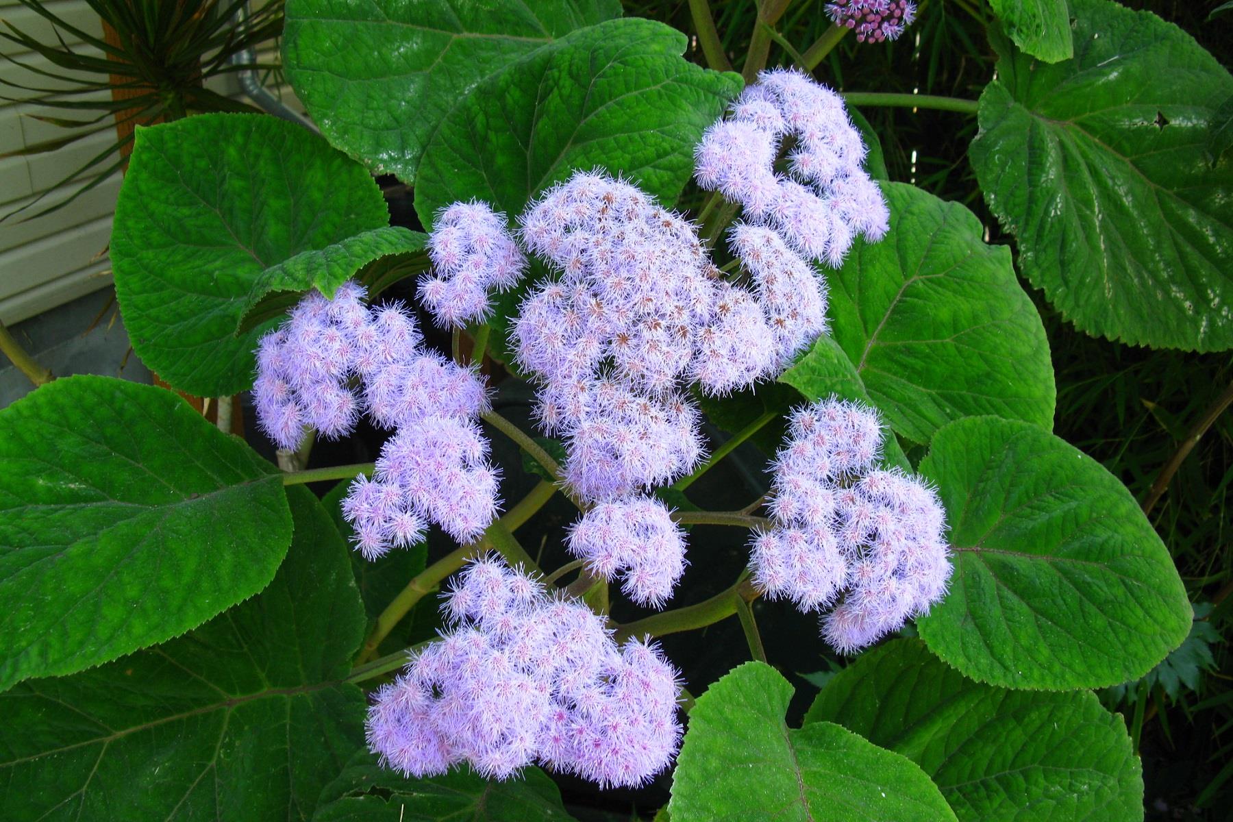 Bartlettina sordida mor meşale mavi sis çiçeği