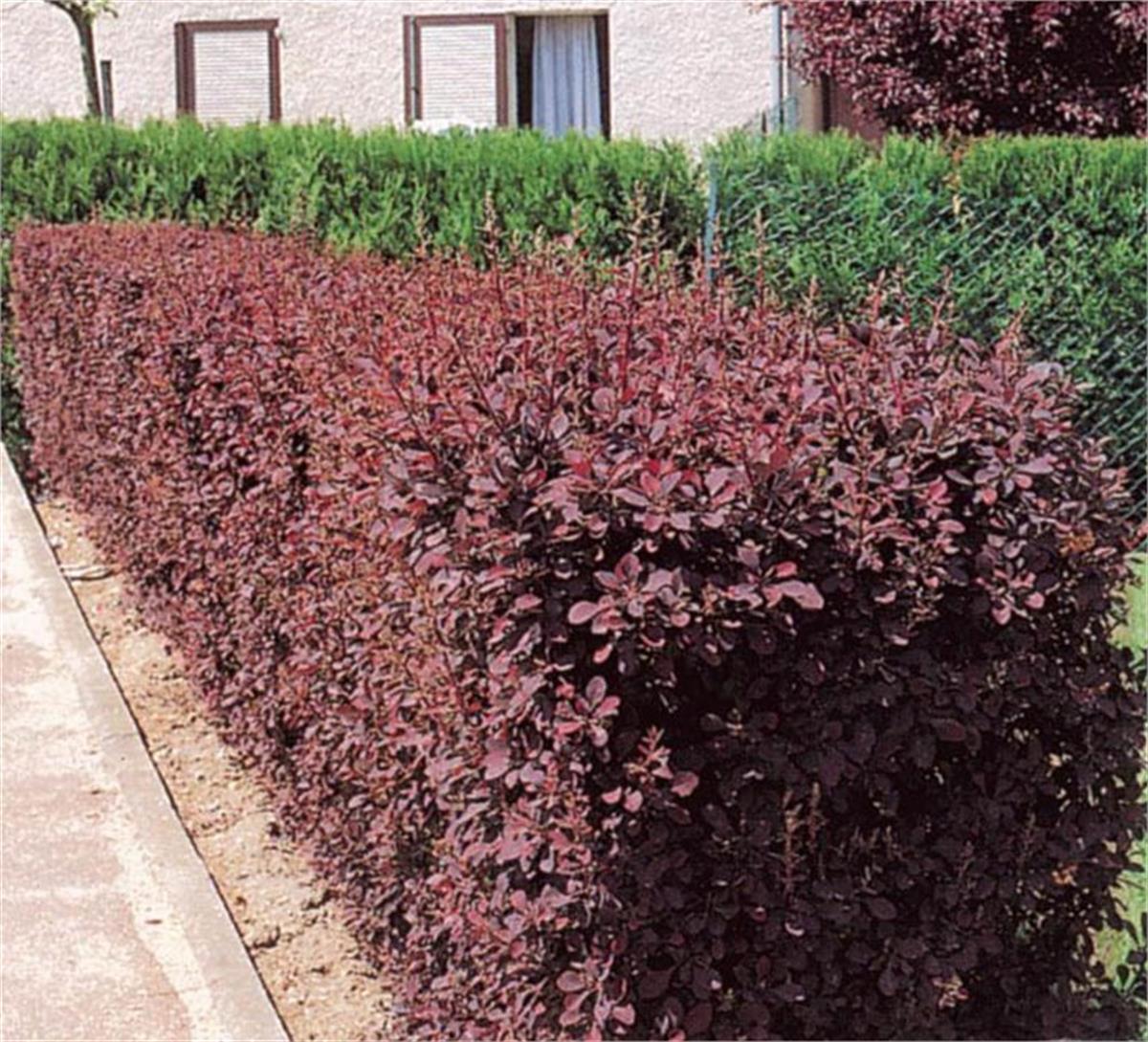 Berberis thunbergii Atrop. Kırmızı Kadın Tuzluğu fidanı