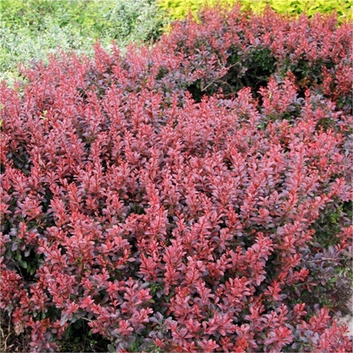 Berberis thunbergii atropurpurea nana bodur berberis fidanı