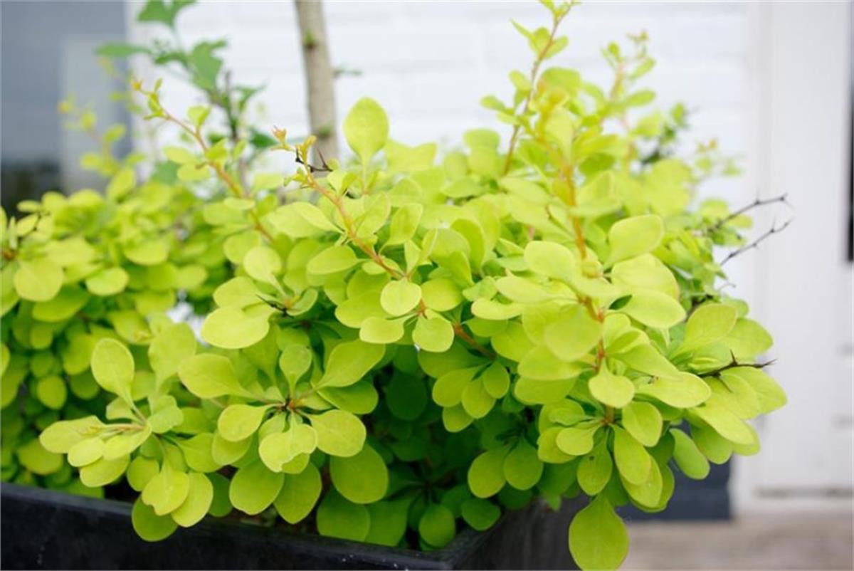 Berberis thunbergii Golden horizon Kadın tuzluğu fidanı