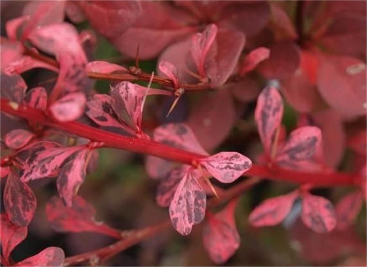 Berberis thunbergii Harlequin Kadın tuzluğu fidanı