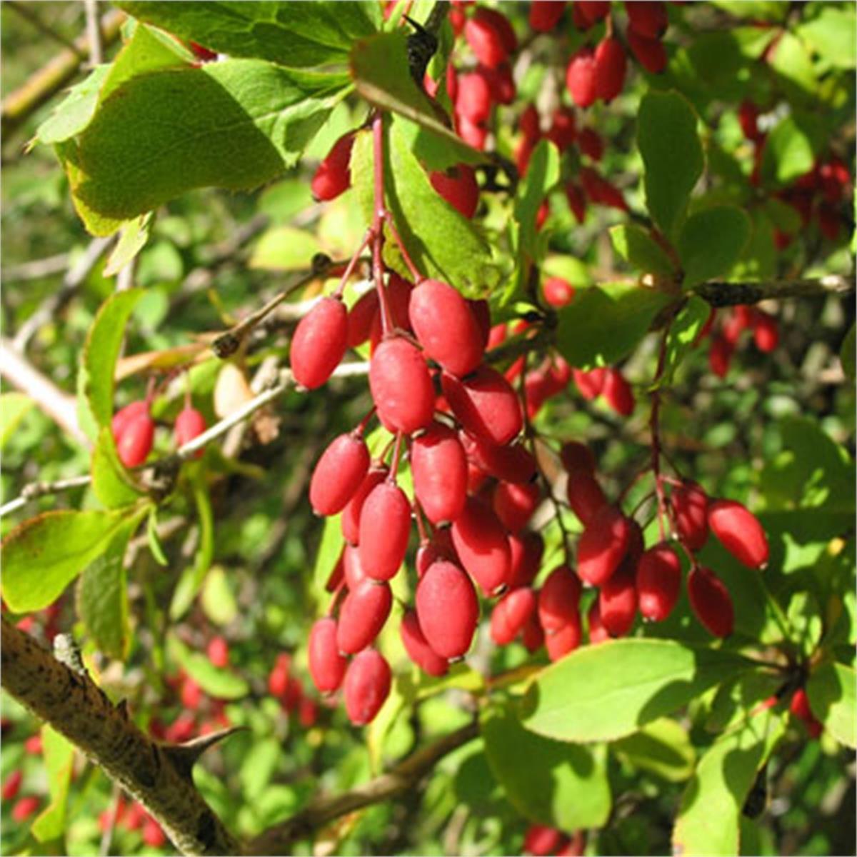 Berberis vulgaris Karamuk adi kadın tuzluğu fidanı
