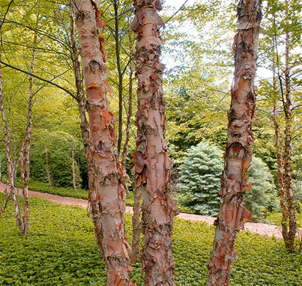 Betula nigra Hus Fidani