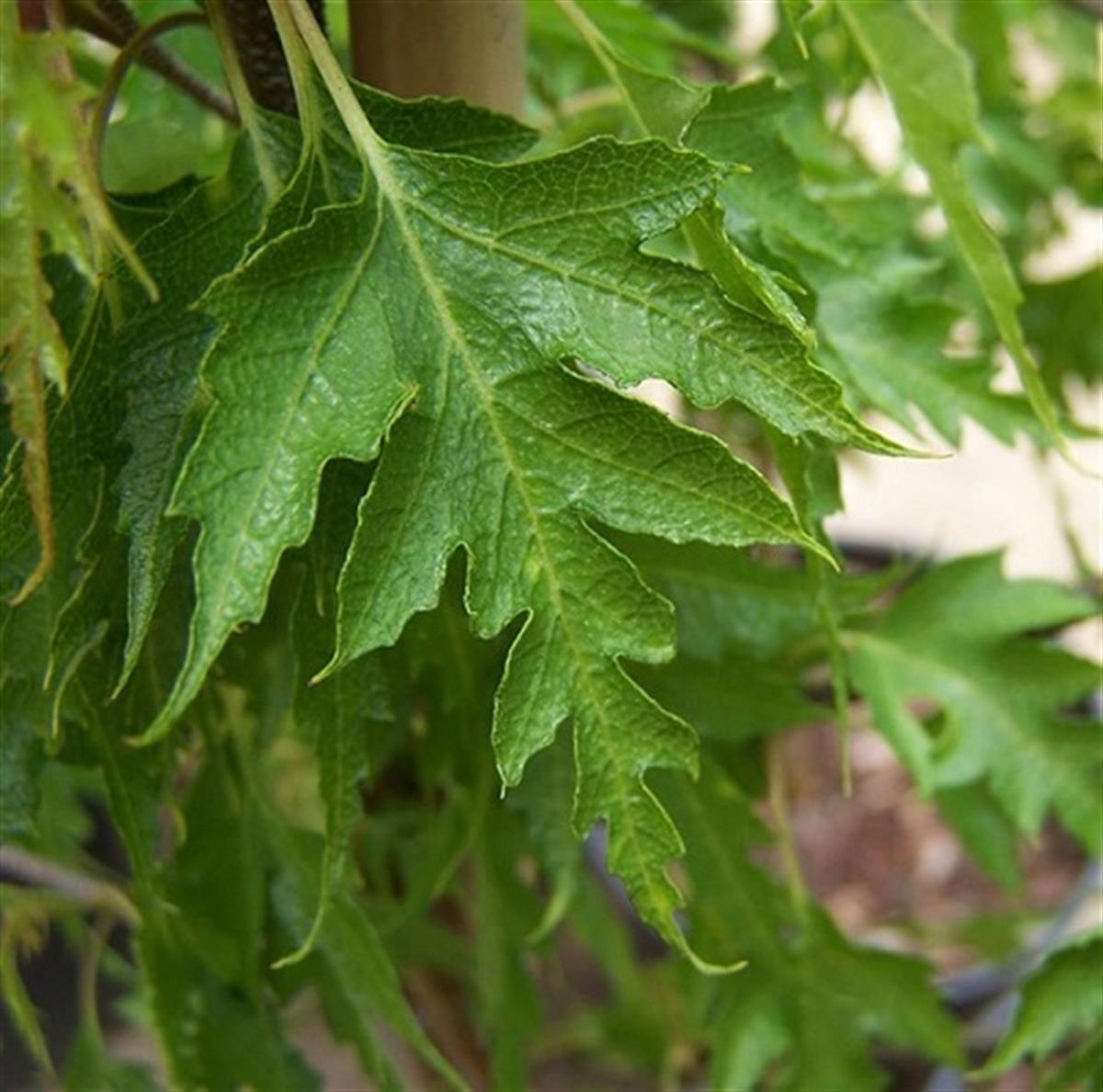 Betula pendula Dalecarlica Parçalı Yapraklı Huş Ağacı fidanı
