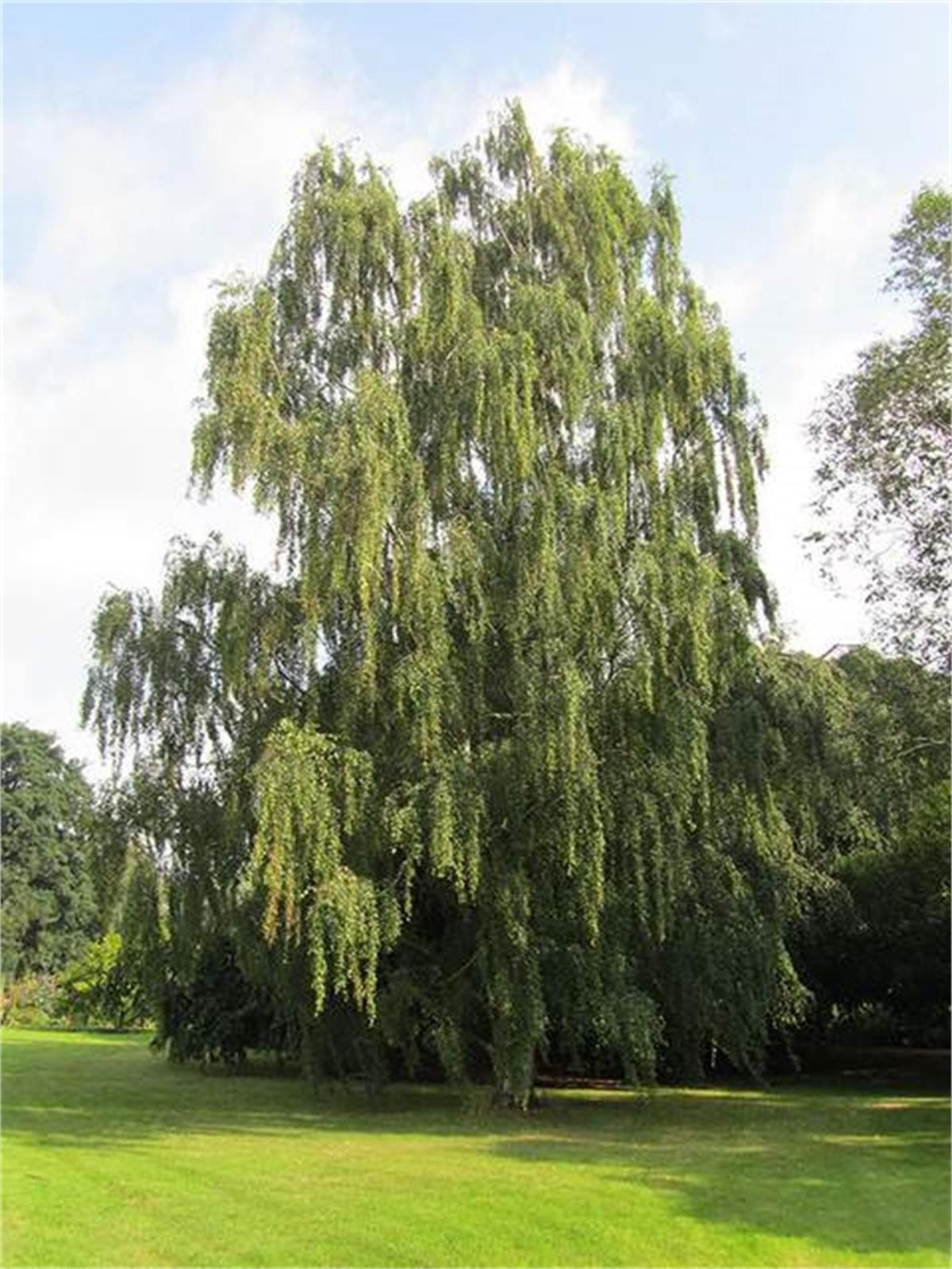 Betula pubescens Tüylü Huş fidanı