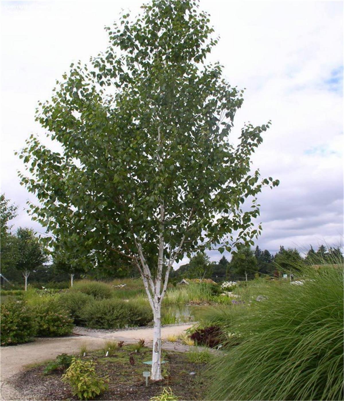 Betula utilis Dorenboos jacquemontii Huş fidanı